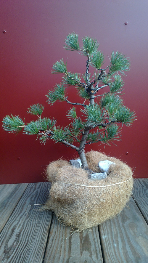 My bonsai, end of 2013, ready for winter